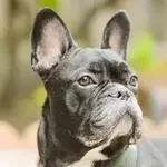 odin.webp odin.webp