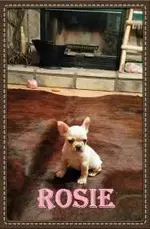 Rosie 3.webp