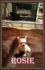 Rosie 3.webp