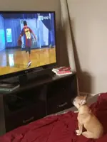 DogTV BBall.webp