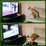 DogTV Creme.webp