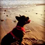 Stella Image.webp
