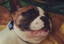 ollie.webp ollie.webp