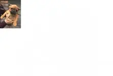 dog.webp