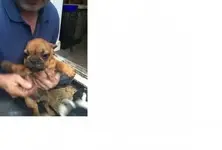 dog 2.webp