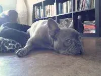 silverfox.webp silverfox.webp