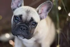 Bisou.webp