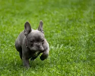 sharp_grass.webp