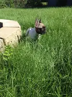 Backyard Nox.webp