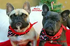 JakeStellaxmas.webp