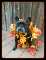in the leaves.webp in the leaves.webp