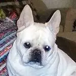 adley.webp