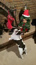 SargeatChristmas.webp