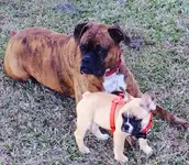 big pup littlepup.webp