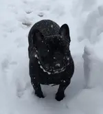 Tsnow.webp Tsnow.webp