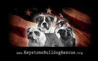 keystone bulldog rescue 200px.webp