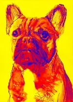 red yellow frenchie.webp
