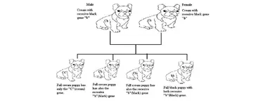 Recesive.webp