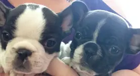 Fergus and Penelope 7 wks.webp Fergus and Penelope 7 wks.webp