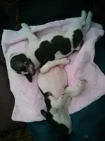PandF sleeping.webp