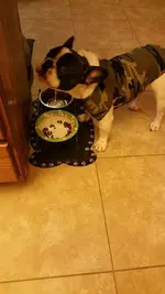 sarge13.webp