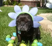remington easter 11 048.webp