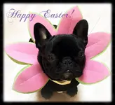Easter2.webp