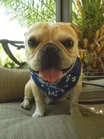 Adopt Me bandana 016.webp