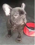 Mo puppy fur.webp
