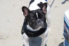 Opie changes.webp
