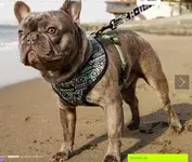 Screen Shot 2015-07-15 at 11.10.08 AM.webp