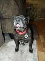 5th Gotcha Day 009.webp