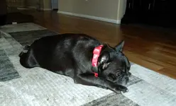 5th Gotcha Day 011.webp