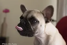 Pippa_the_Puppy-1.webp Pippa_the_Puppy-1.webp