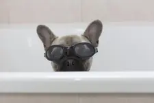 PippaThePuppymini-15.webp PippaThePuppymini-15.webp