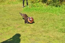 p14.webp