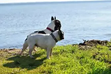 p15.webp