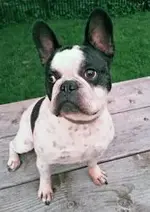 tucker.webp