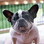 romeo.webp romeo.webp