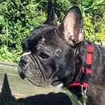 dorje.webp