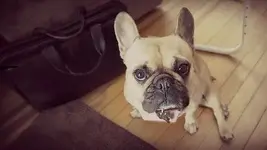 roscoe.webp roscoe.webp