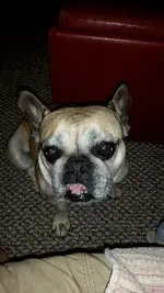 luna.webp luna.webp