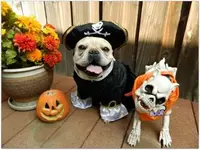 pirate & friend.webp