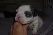 puppy1.webp