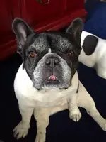 Molly.webp