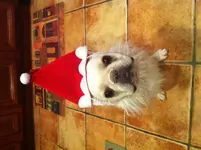 image.webp