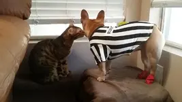 Paws.webp