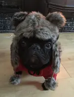 t sno.webp