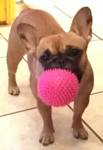 Prickly.webp