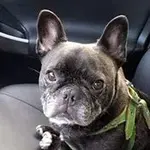 francine.webp